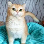 Leonardo