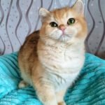 10_Leonardo_1312004_600x