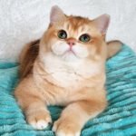 1_ASonic_2101003_600x (1)