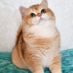 1_ASonic_2101004_600x