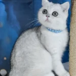 1_Hennessy_1401014_600x