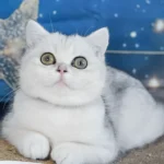 1_Hennessy_1401018_600x