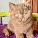 1_Ikar_1901002_600x (1)