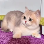 1_Indigo_2601007_600x