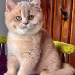 1_Ivetta_102002_600x