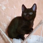 1_LolaAzureDream_1201010_600x