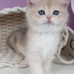 Unika