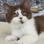 1_Unikum_302007_600x (1)