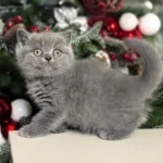 2_ALeona_201000_600x