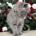 2_ALeona_201001_600x