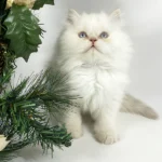 2_Tommy_2811002_600x