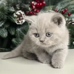 3_ANusha_201004_600x