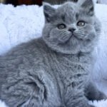 3_Polikarp_302002_600x