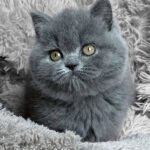 4_Joy_2912004_600x (2)