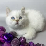 4_Timmi_2711001_600x