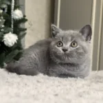 Nelson
