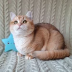 5_Diana_2601004_600x